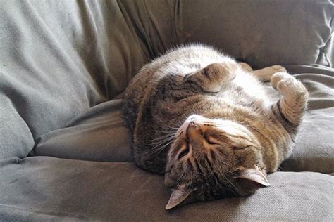 Image Description: A striped tabby cat resting on a grey couch with its belly facing up.